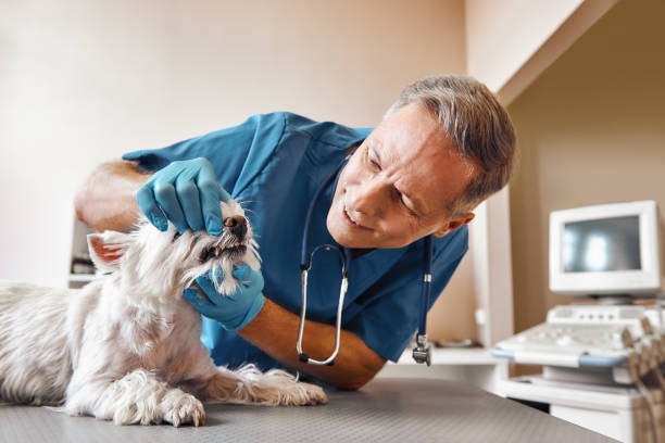 Best Emergency Root Canal Therapy in Elkhorn City, KY